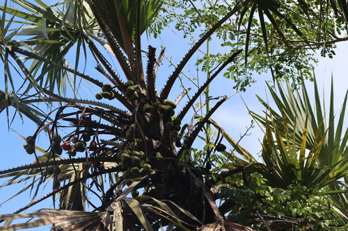 Ilala palm (Hyphaene coriacea)