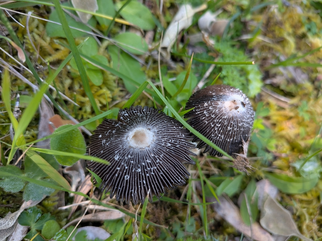 Coprinus pinetorum