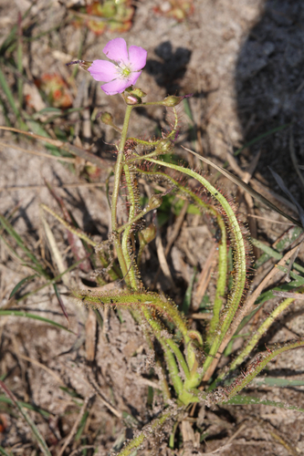 Drosera serpens