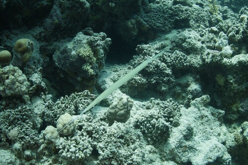Fistularia commersonii
