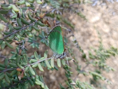Callophrys