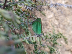 Callophrys