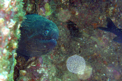 Gymnothorax mordax