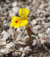 Erythranthe carsonensis
