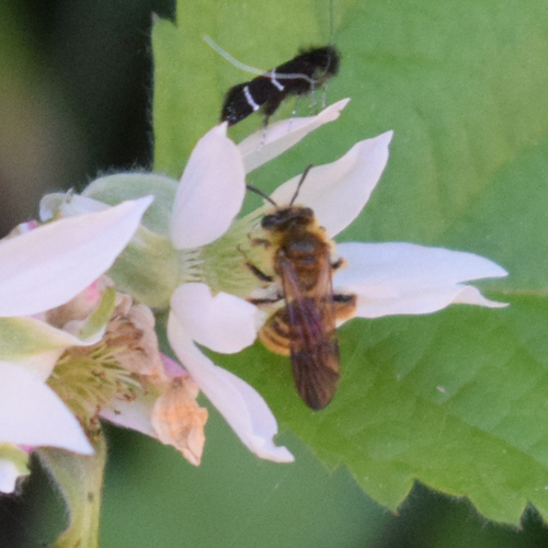 Golden-haired Miner Bee photo 5
