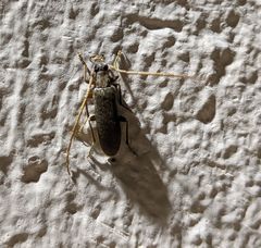 Sparedrus aspersus