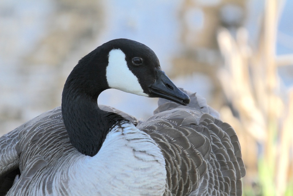 Springfield Goose Canada Goose from Springfield, OH, USA on April 8, 2026 at 10:32 AM by ...