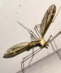 Tipula caloptera