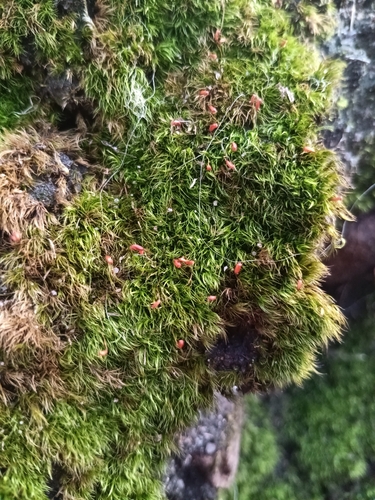 Silky Forklet-moss (Dicranella heteromalla)