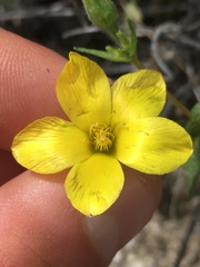 Mentzelia jonesii
