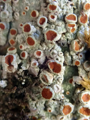 Brigantiaea chrysosticta