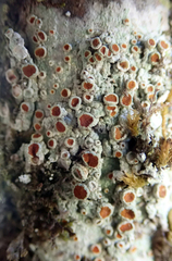 Brigantiaea chrysosticta