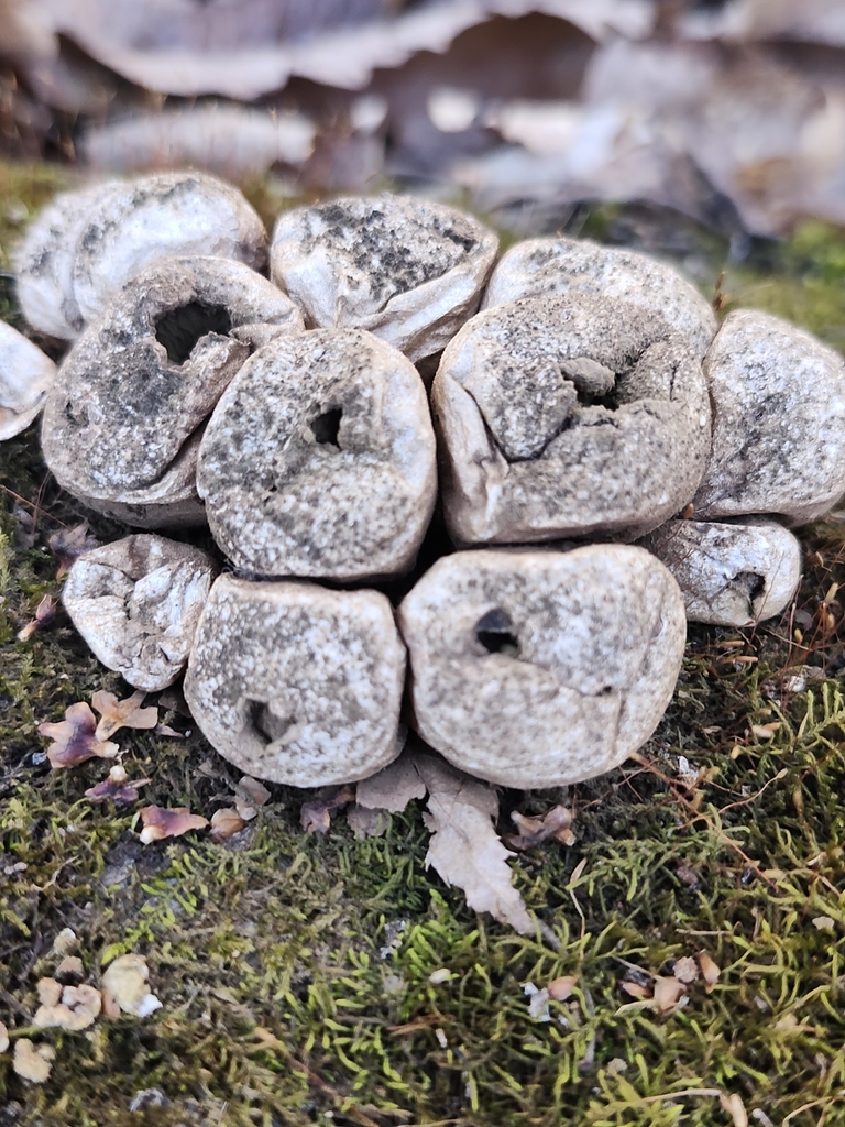 Apioperdon pyriforme · April 2026 · photo: © peakaytea (iNaturalist, cc0)