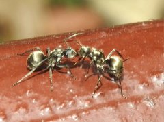 Polyrhachis wolfi