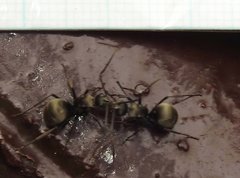 Polyrhachis wolfi