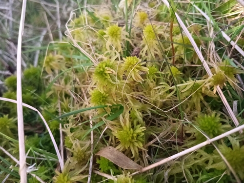 Flat-top Bogmoss (Sphagnum fallax)