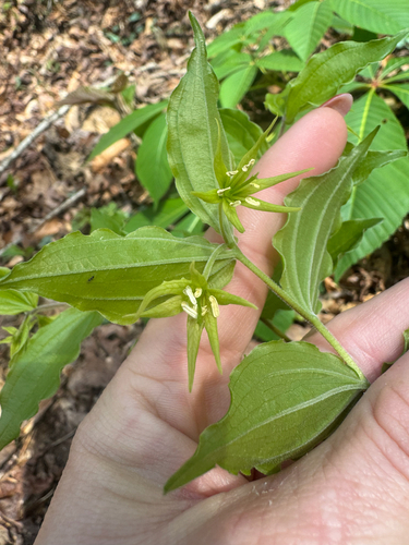 yellow fairybells (Prosartes lanuginosa)