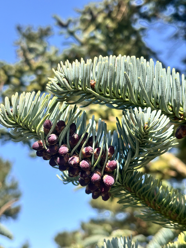 Noble Fir (Abies procera)