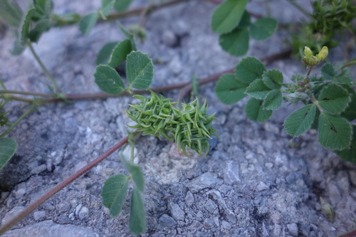 barrel medick (Medicago truncatula)