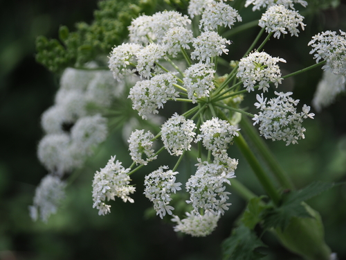common cowparsnip (Heracleum maximum)