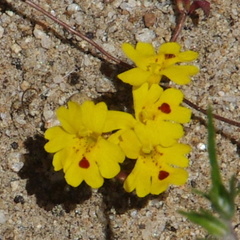 Erythranthe carsonensis