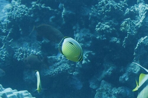 Chaetodon austriacus