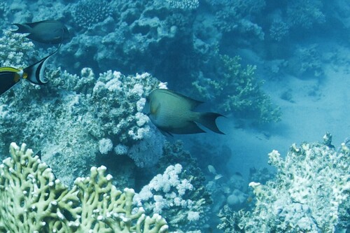 Ctenochaetus striatus