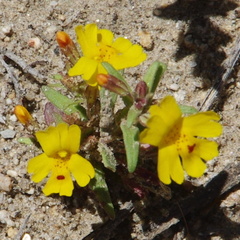 Erythranthe carsonensis