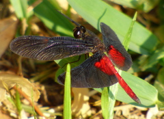 Diastatops pullata