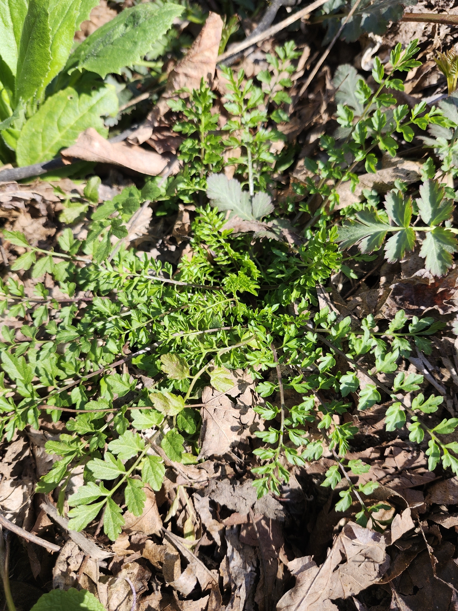 Narrowleaf Bittercress (Cardamine impatiens)