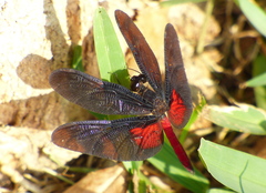 Diastatops pullata