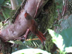 Cranioleuca erythrops