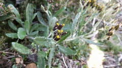 Senecio gunnii