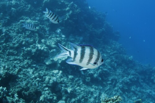 Abudefduf sexfasciatus