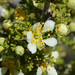 Purshia glandulosa - Photo (c) Don Davis，保留部份權利CC BY-NC-ND