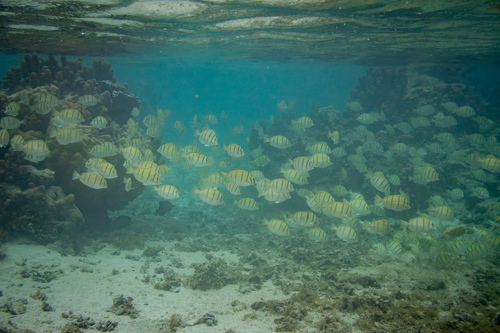 Acanthurus triostegus