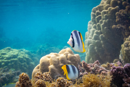 Chaetodon ulietensis