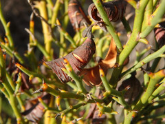 Daviesia brevifolia