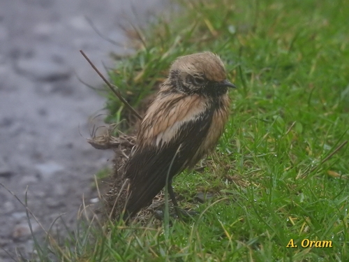 Desert Wheatear, Malborough, UK, photo 9 of 10