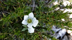 Gentianella diemensis