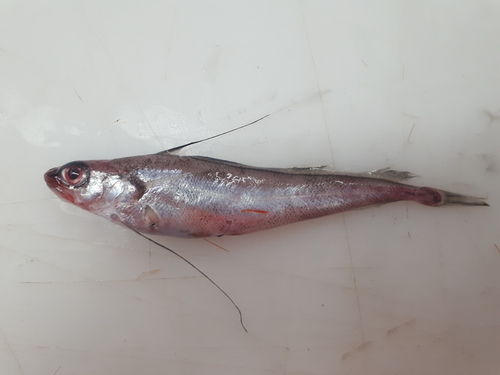 Longfin hake (Phycis chesteri) — Phycidae
