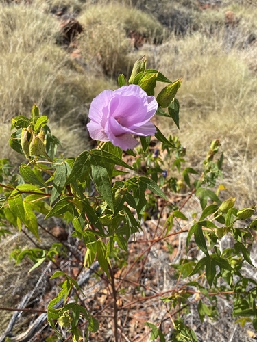 Gossypium robinsonii