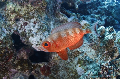 Priacanthus hamrur
