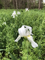 Iris albicans