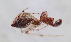 Cryptachaea meraukensis