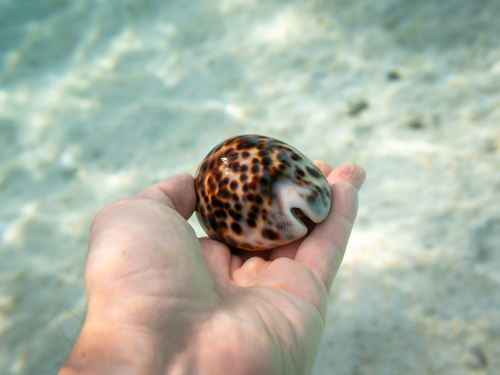 Cypraea tigris