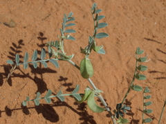 Astragalus geyeri triquetrus