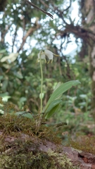 Masdevallia chontalensis