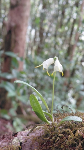 Masdevallia chontalensis, photograph 2