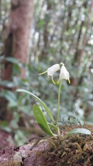 Masdevallia chontalensis, photograph (c) keesgroenendijk, some rights reserved (CC BY)